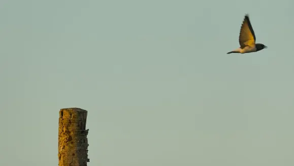 Loot Casino Supporto